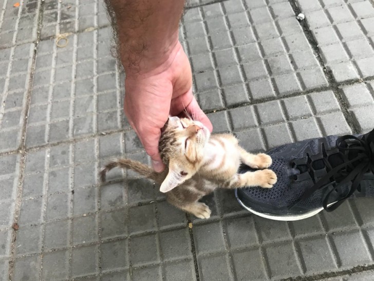 A stray kitten seems to have just chosen its favorite human!
