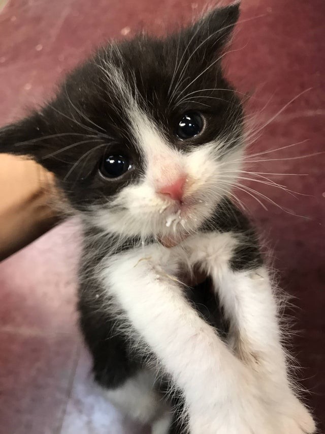 Mais comment résister devant ces petits yeux ?