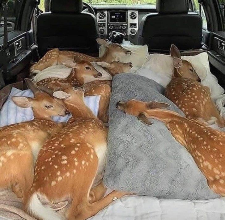 ¡Miren que tiernos estos ciervos durmiendo!