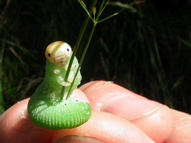 Sim, é uma lagarta que posa segurando uma folha de grama!