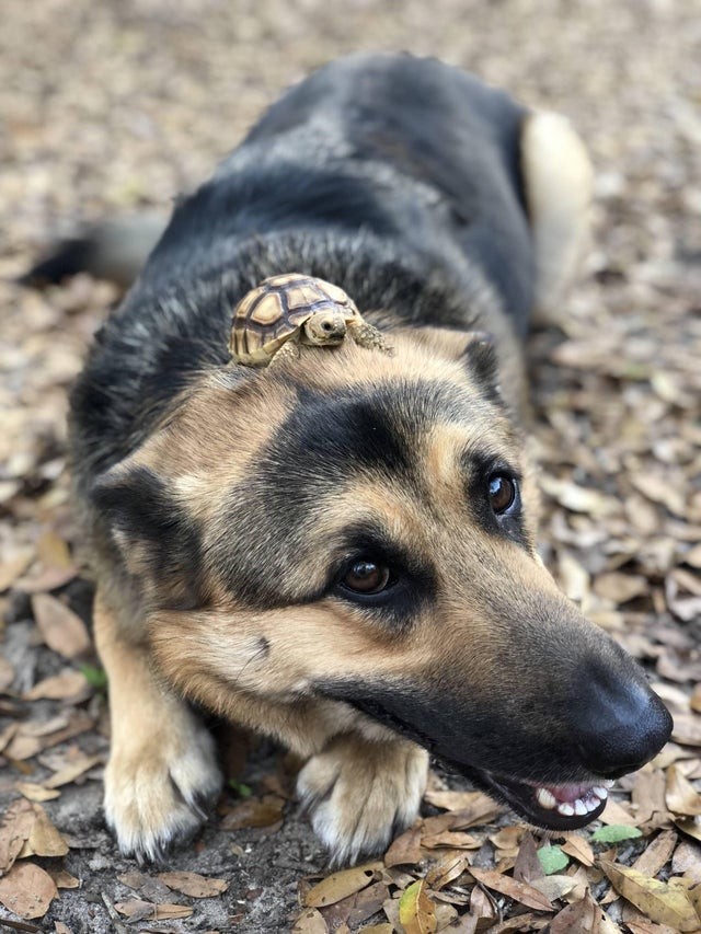 Uma amizade extraordinária entre um cão e... uma tartaruga!