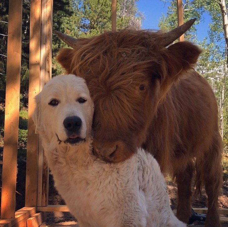 Un cane e il suo migliore amico in posa per una foto ricordo!