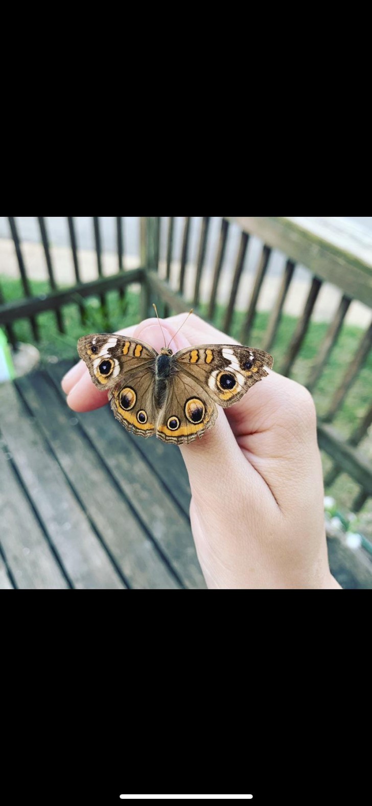 19. Un vero colpo di fortuna che questa meravigliosa farfalla si sia posata proprio sulla mia mano!