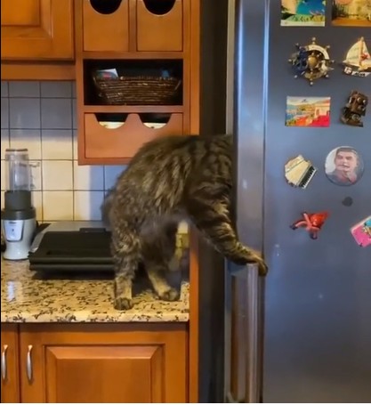 3. Peguei meu gato na tampinha enquanto abriu o refrigerador...