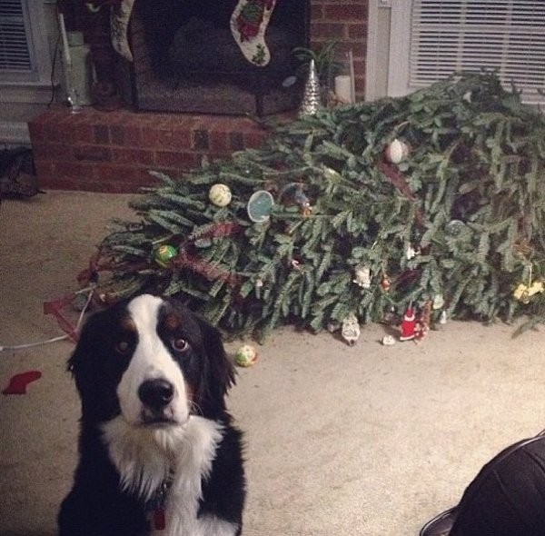 4. "Oh padroncino, menomale che sei tornato: l'albero di Natale è appena svenuto! Non so cosa gli sia preso..."