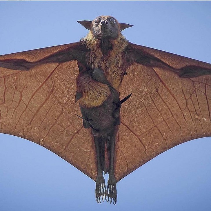 Una volpe volante indiana mentre plana con il piccolo aggrappato al ventre. 