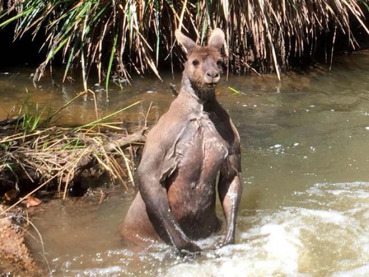 Questo canguro avvistato in Australia è alto 1,80 metri ed ha una muscolatura decisamente intimidatoria. 