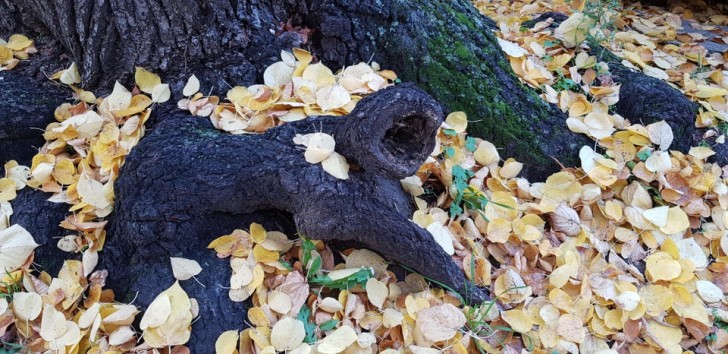 La radice di questo albero assomiglia in tutto e per tutto ad un'animale in agonia. 