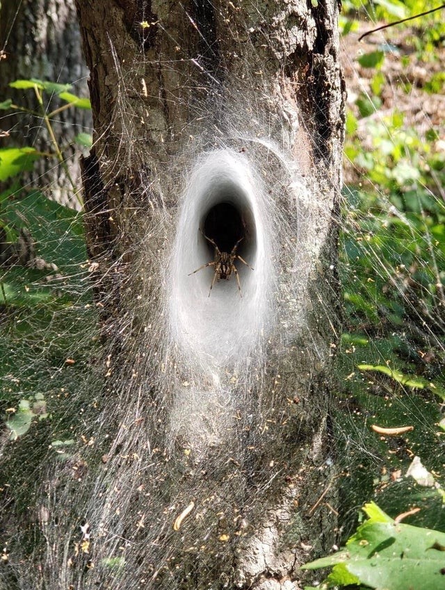 Il ragno ha cercato di rendere invitante l'ingresso della sua tana per accogliere al meglio i suoi ospiti... 