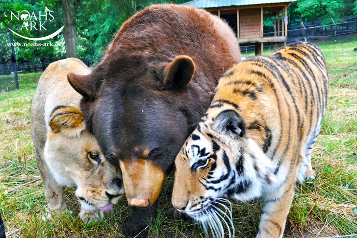 14. L'incredibile amicizia nata tra un orso, una tigre e una leonessa