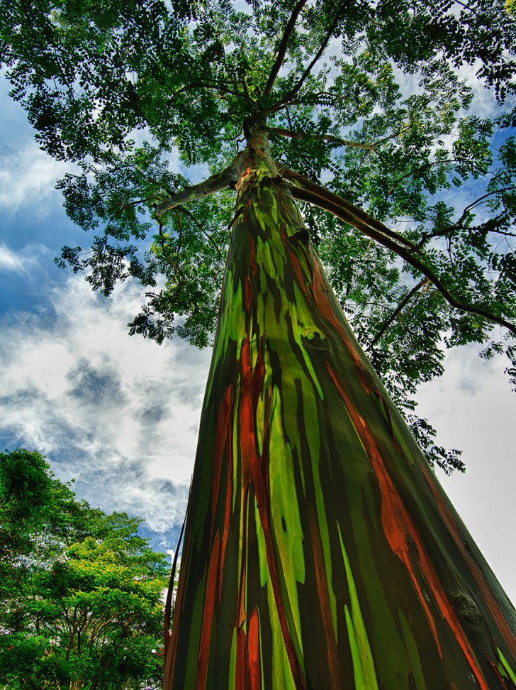 1. L'eucalipto arcobaleno: una vera e propria opera d'arte naturale, con la corteccia che può assumere moltissime sfumature diverse