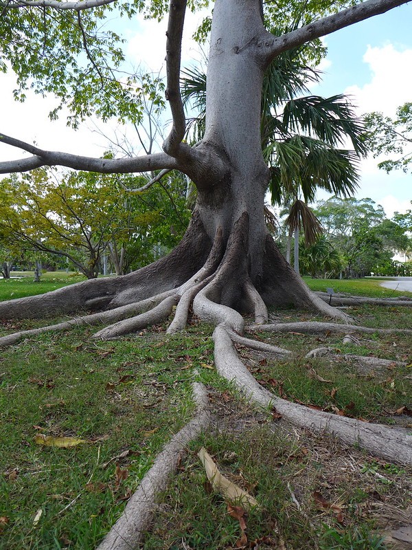 10. Le enormi e tentacolari radici della Ceiba Pentandra, o albero del Kapok