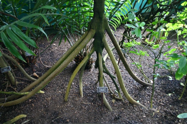 12. La Socratea exorrhiza, o palma che cammina, è una pianta davvero particolare che si tiene sollevata da terra sulle sue stesse radici!
