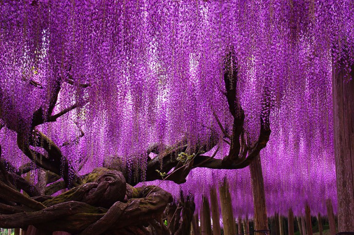 13. Una wisteria di oltre 140 anni che si trova in Giappone: colori e ambientazione da favola!
