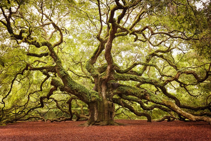 14. L'Angel Oak, la celebre quercia che si trova sull'isola di Charleston, in South Carolina, alta oltre 20 metri e risalente a circa 500 anni fa