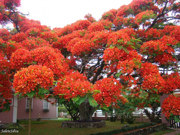 17. L'albero di fuoco (Delonix regia) è una pianta dall'inconfondibile fioritura rosso vivo, originaria del Madagascar