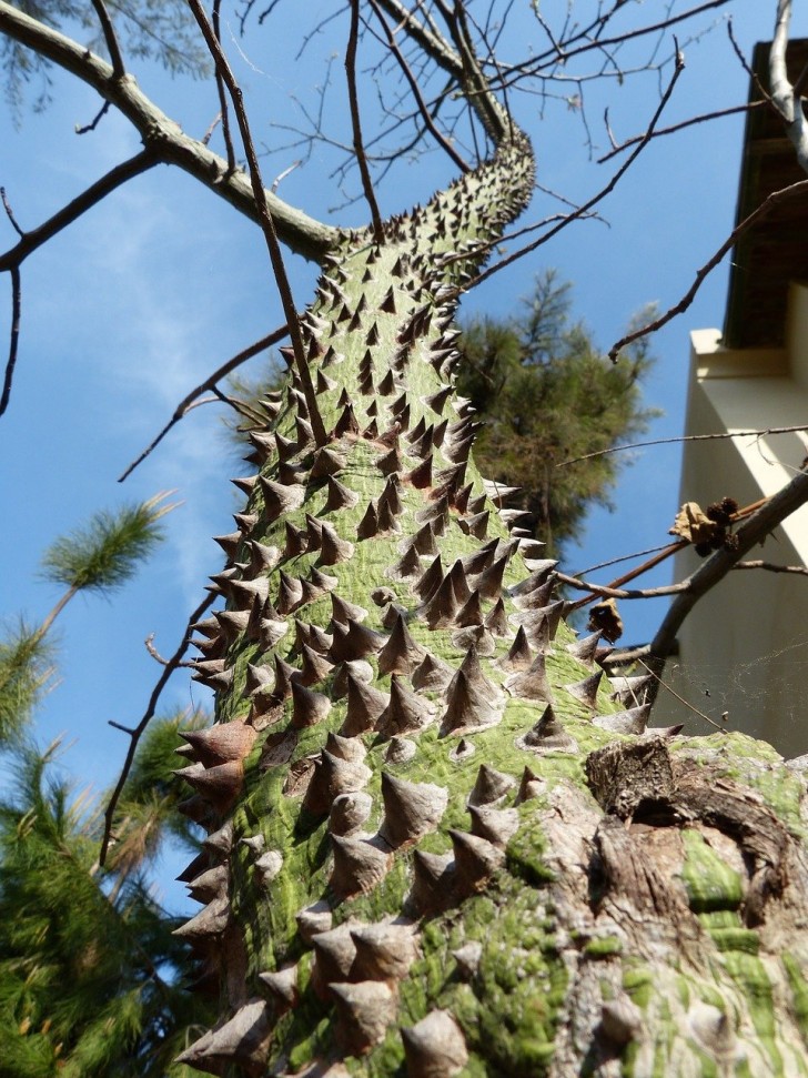 2. La Ceiba Speciosa, un albero dotato di una vera 