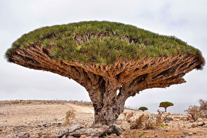 3. L'albero del Drago di Socotra (Dracaena cinnabari) ha una caratteristica chioma a forma di ombrello e un nome dovuto alla linfa rosso cremisi che scorre sulla sua corteccia, un ingrediente usato per secoli come rimedio farmacologico 