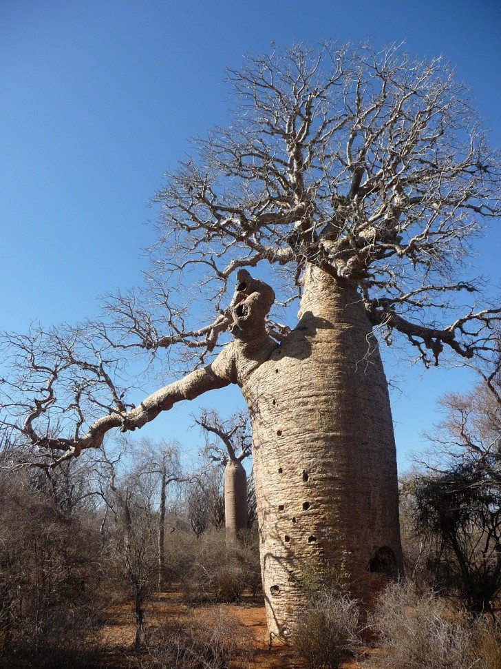 6. Il Baobab, un albero diffusissimo in Africa che può presentare un grosso tronco capace di immagazzinare enormi quantità d'acqua al suo interno: un 