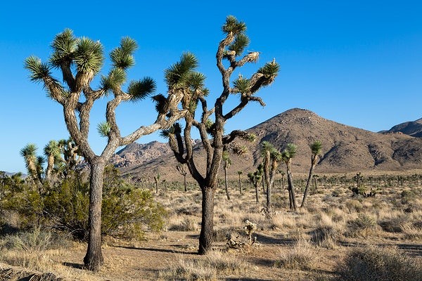 7. Il caratteristico Joshua Tree, che cresce nell'omonimo parco naturale della California e che si è adattato alle difficili condizioni ambientali della zona
