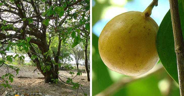 8. L'Hippomane Mancinella può sembrare un normalissimo albero: il suo frutto simile a una mela, però, è talmente tossico che, se ingerito, può portare al decesso