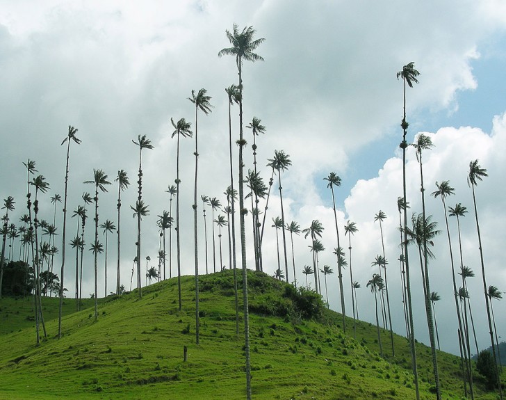 9. Le palme più alte del mondo si trovano in Colombia e sono le Ceroxylon quindiuense: possono superare i 60 metri!