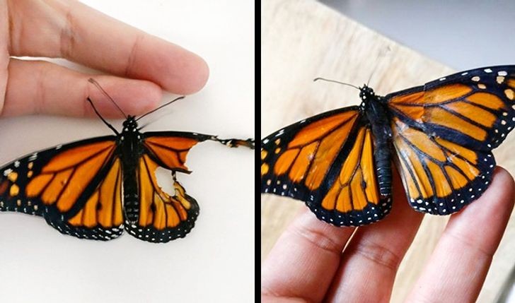 1. Uma designer deu a esta borboleta a oportunidade de voar novamente!