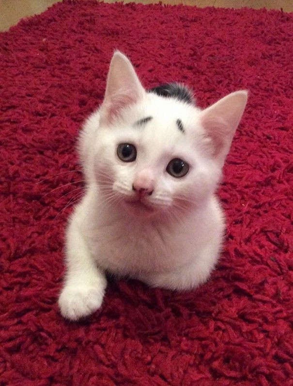 Comment résister aux miaulements d'un chaton blanc avec deux sourcils tournés vers le bas ?