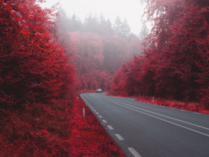 Une route qui, en automne, est peinte en rouge par les feuilles des arbres.