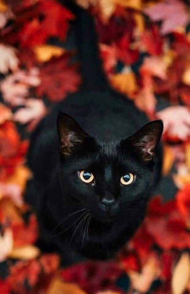 Un adorable chat noir au milieu des beautés de l'automne.