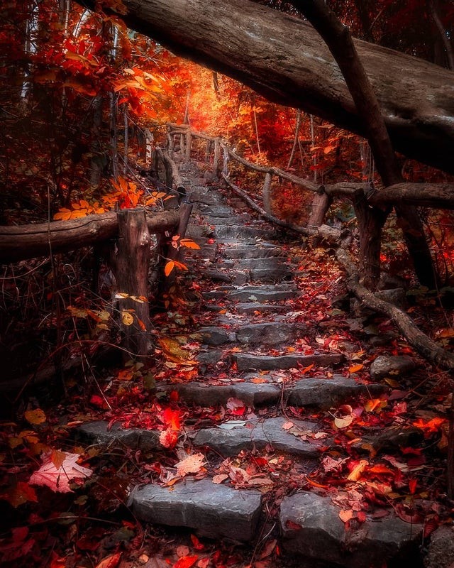 Una scalinata verso l'autunno, in Ontario.