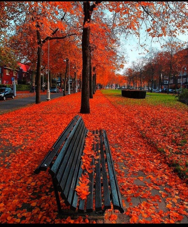 Un banc pour savourer l'automne tout doucement (Amsterdam, Pays-Bas).
