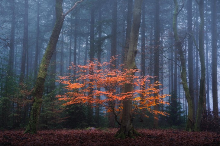 Un albero dai colori autunnali in una nebbiosa foresta olandese.