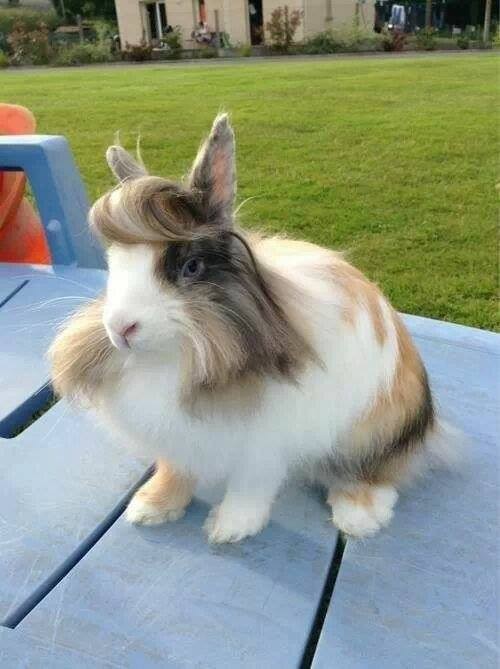 Um coelho muito sexy!