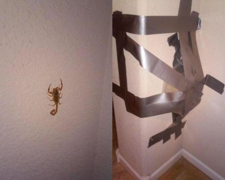 Peur des scorpions ? Maintenant, vous pouvez les attraper et vous assurer qu'ils ne se promènent pas dans la maison - il suffit d'une assiette et de ruban adhésif !