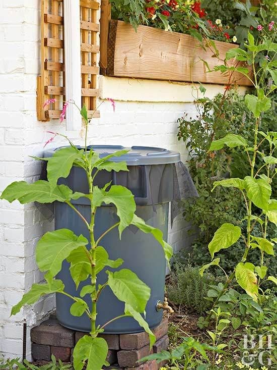 2. Schaffen Sie einen Behälter, der das Regenwasser sammelt, das aus den Dachrinnen herunterkommt: dies ist sehr nützlich im Garten oder für Pflanzen auf dem Balkon