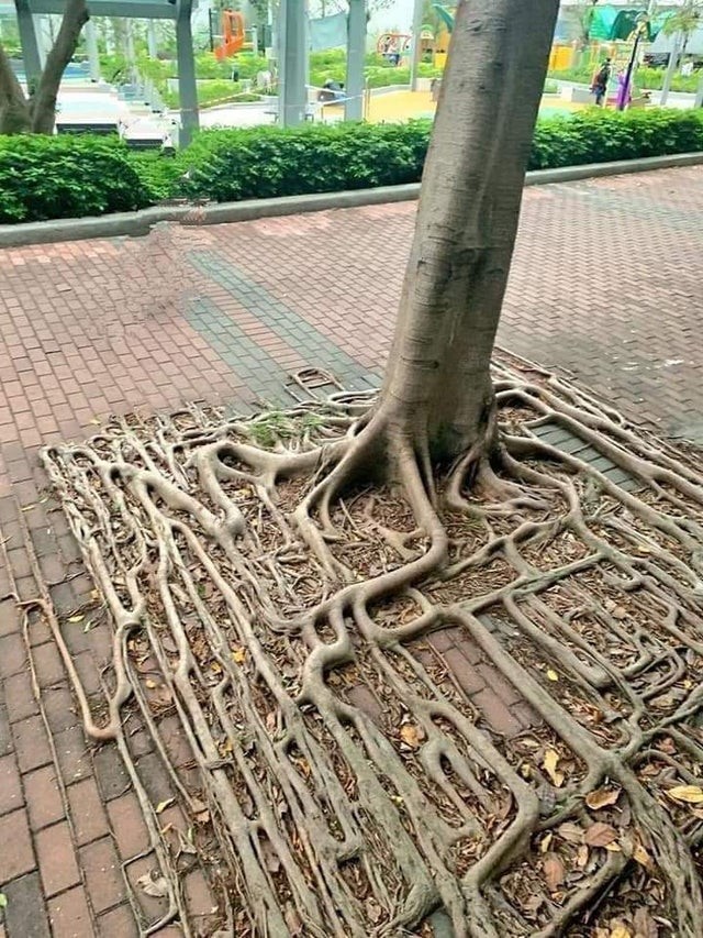 1. Les racines de cet arbre sont vraiment éloquentes !
