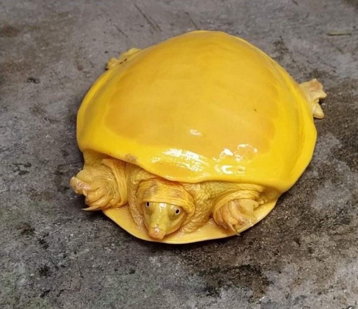 6. Eine seltene leuchtend gelbe Schildkröte, die in Indien gefunden wurde