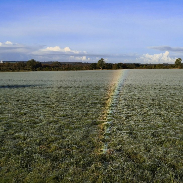 9. Das ganze Feld ist mit Spinnweben bedeckt, die diesen faszinierenden Regenbogeneffekt erzeugen!