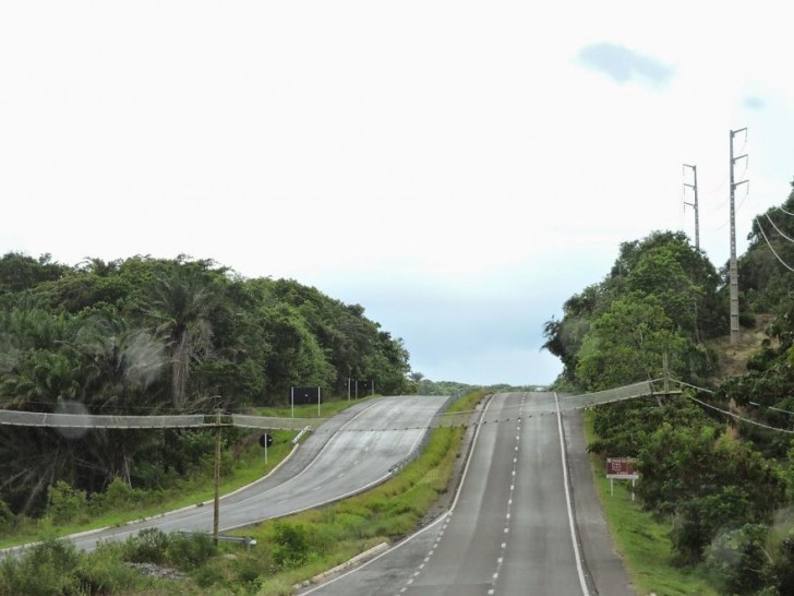 13. In Brasilien ist diese Netzbrücke für die Überquerung von Affen und anderen Tieren gedacht
