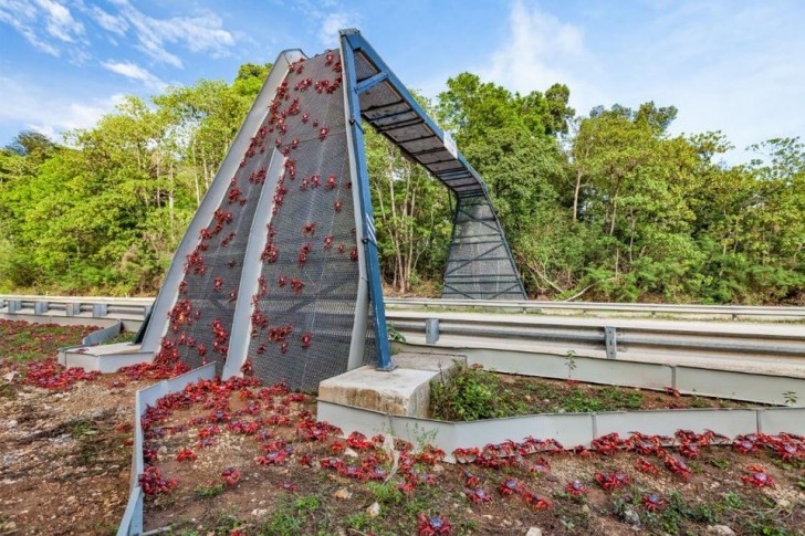 4. Uno dei celebri ponti per far attraversare i granchi rossi durante le migrazioni a Christmas Island, Australia