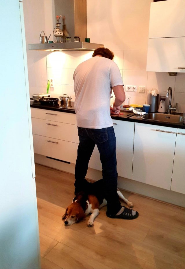 Wer erkennt sich auf diesem Bild nicht wieder? Kochen mit einem Hund...