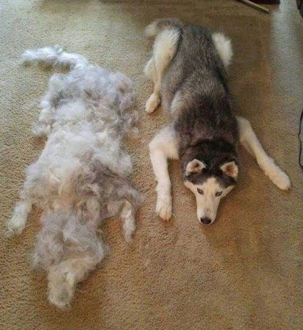 Apropos Haare: Wenn Sie Ihren Hund bürsten, können Sie eine Kopie von ihm machen.