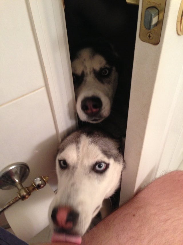 E se ne avete due, entrambi vi seguiranno in bagno per assicurarsi che stiate bene.