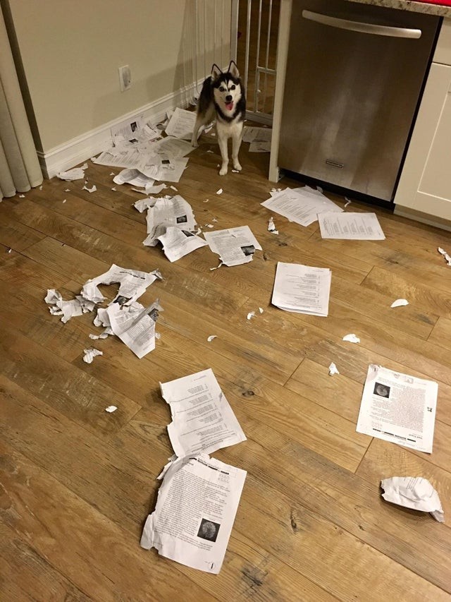 "Tut mir leid, Leute, mein Hund hat all eure Tests gefressen."