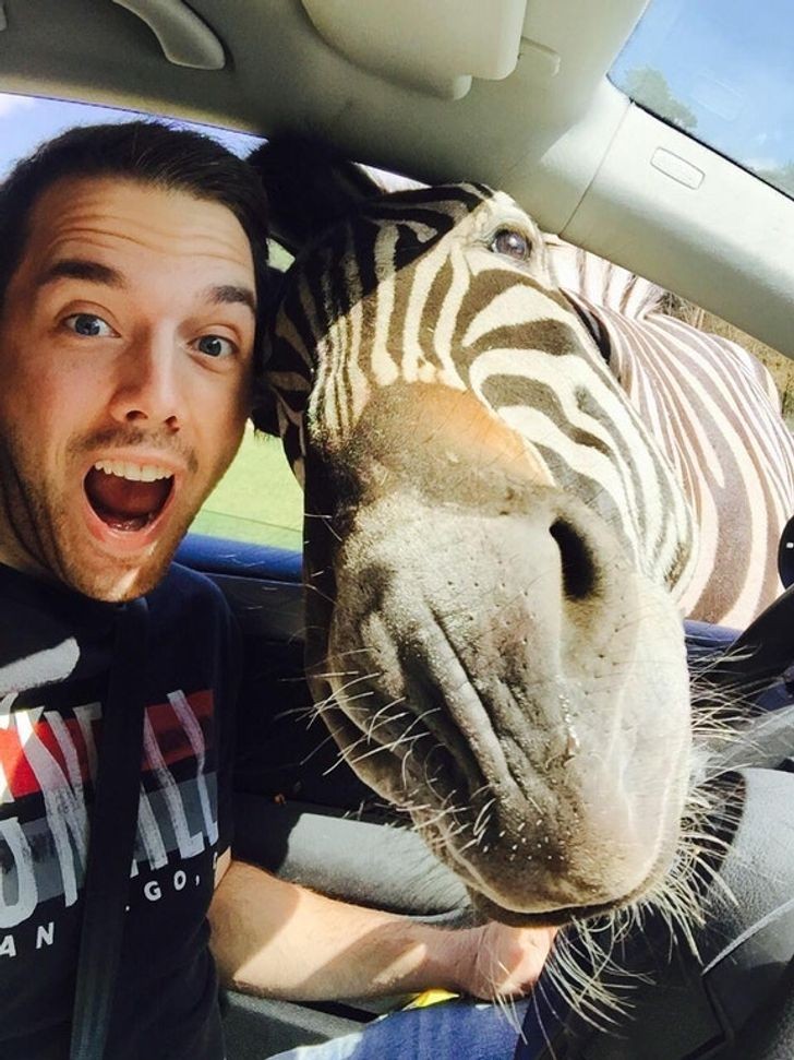 Como não tirar uma selfie com uma zebra tão fotogênica?