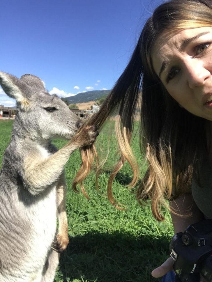 Un kangourou qui semble très intéressé par les cheveux de la fille...