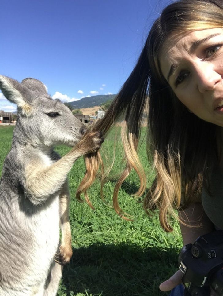 Un canguro que parece muy interesado en el cabello de la joven...