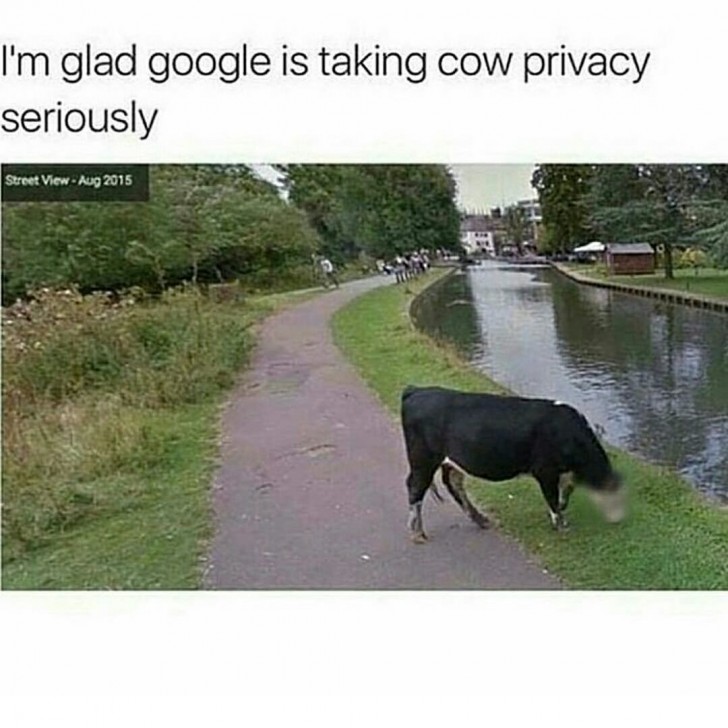 8. La vie privée des vaches doit également être respectée !