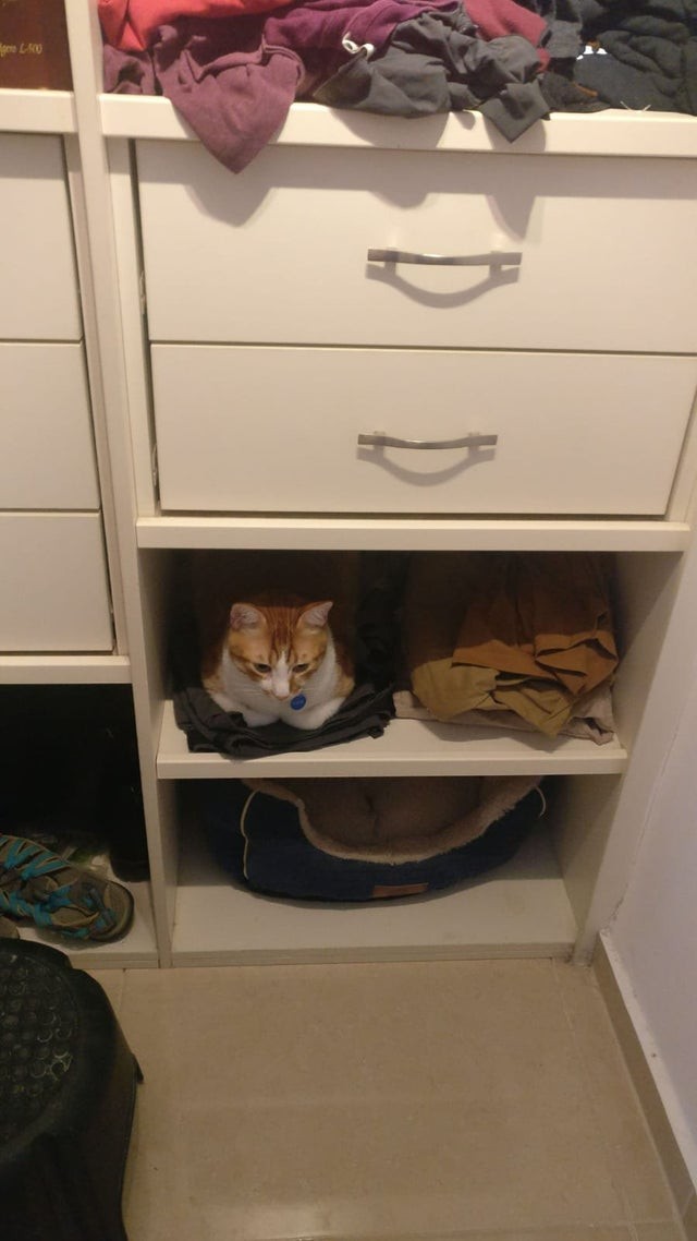 Mijn kat is gek op de zachtheid van mijn ondergoed!